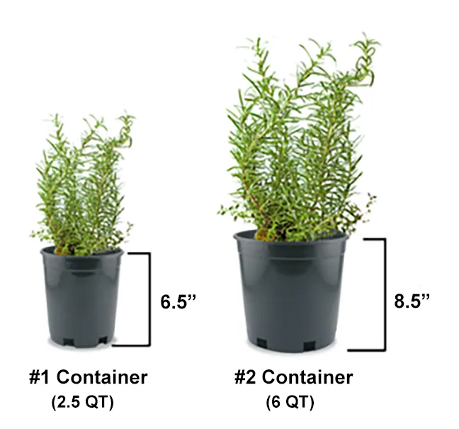 Compact Candytuft