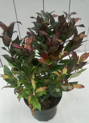 Leucothoe Scarletta, 2L